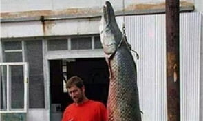 Dev Bir Turna Balığı Yakalandı